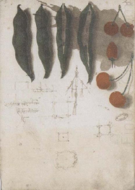Pod of cherry and forest strawberry, Leonardo  Da Vinci